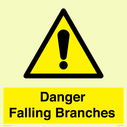 danger-falling-branches~